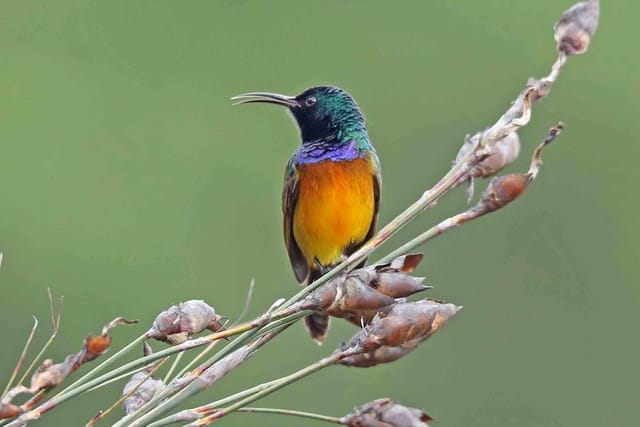 The Orange-breasted Sunbird, an endemic to the Fynbos habitat unique to the Cape.